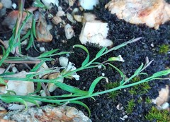 Muraltia muraltioides