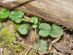 Pterostylis alobula