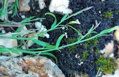 Muraltia muraltioides