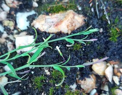 Muraltia muraltioides