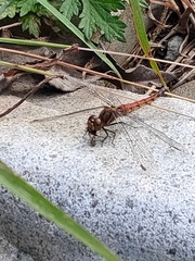 Sympetrum frequens