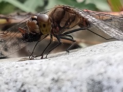 Sympetrum frequens