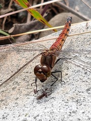 Sympetrum frequens