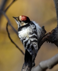 Dryobates minor kamtschatkensis