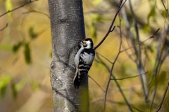 Dryobates minor kamtschatkensis