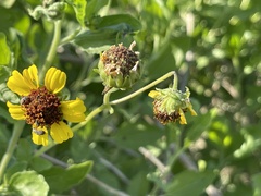Encelia palmeri