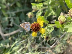 Encelia palmeri