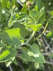 Encelia palmeri