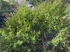 Encelia palmeri