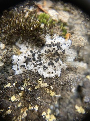 Buellia asterella