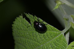 Platycorynus ignicollis