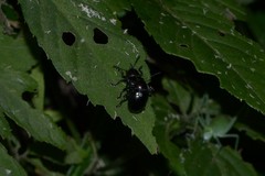 Platycorynus ignicollis