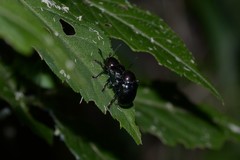 Platycorynus ignicollis