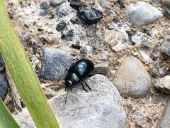 Chrysolina