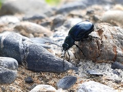 Chrysolina