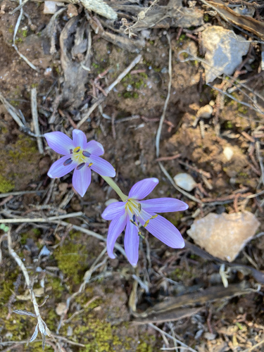Colchicum cupanii