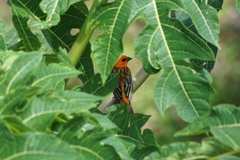 Foudia madagascariensis