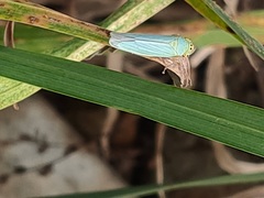 Cicadella viridis