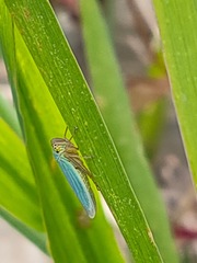 Cicadella viridis