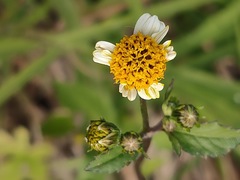 Bidens