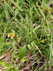 Bidens