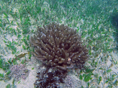 Capnella gaboensis