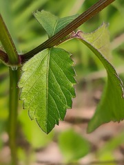Bidens