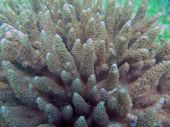 Capnella gaboensis