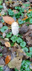 Coprinus comatus