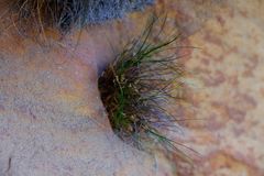 Ficinia esterhuyseniae