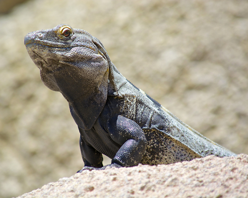 Cape Spiny-tailed Iguana