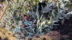 Cladonia