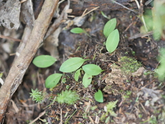 Chiloglottis cornuta