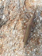 Atractomorpha lata