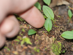 Chiloglottis cornuta