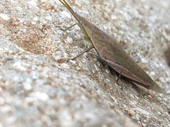 Atractomorpha lata