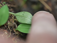 Chiloglottis cornuta