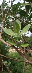 Calotropis procera