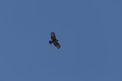 Nisaetus nipalensis