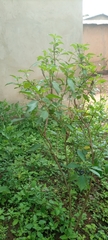 Magnoliopsida