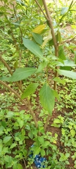 Magnoliopsida