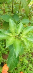 Magnoliopsida
