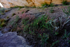 Erica recurvifolia