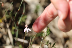 Caladenia pusilla