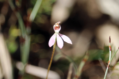 Caladenia pusilla