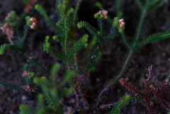 Erica recurvifolia