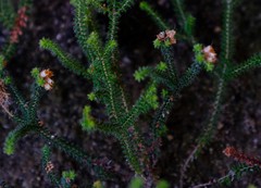 Erica recurvifolia