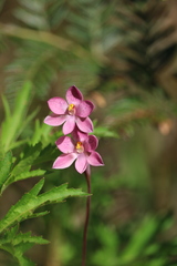 Thelymitra × irregularis