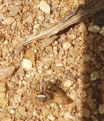 Stenaelurillus lesserti