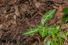 Goodyera daibuzanensis
